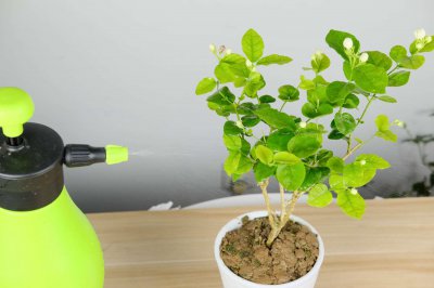 ​茉莉扦插生根最快方法