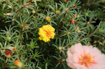 ​太阳花到冬季怎么处理