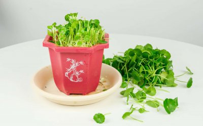 ​铜钱草冬天怎么养