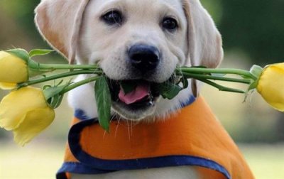 ​世界十大最适合家养的狗：博美上榜 拉布拉多第一名 金毛犬暂居第二