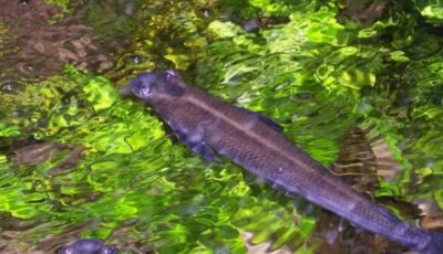 ​世界十大最奇葩的观赏鱼 四眼鱼排名第一 镜子鱼排在最后