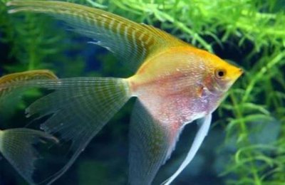 ​世界十大最美动物 斑马榜上有名 神仙鱼荣登榜首