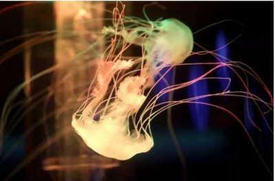 ​世界十大最美水母 黑星海刺水母第一名 狮鬃水母暂居第二