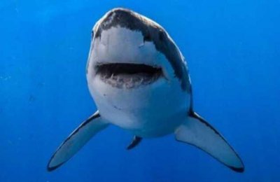 ​世界十大最危险动物排名 大白鲨第一名 湾鳄暂居第二