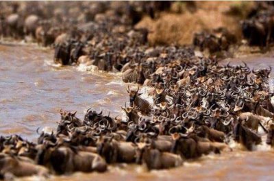 ​世界十大动物迁徙 旅鼠榜上有名 角马荣登榜首