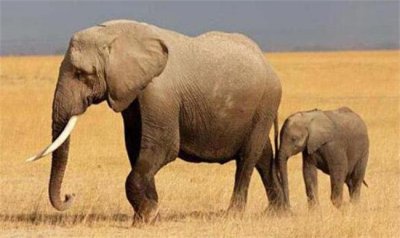 ​世界十大大体型动物 非洲大象排名第一 湾鳄排第二