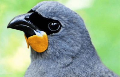 ​世界十大濒临灭绝的鸟 南岛垂耳鸭第一名 新喀裸鼻鸱暂居第二