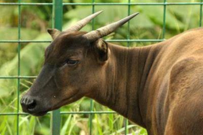 ​世界上最小的野牛，倭水牛体长仅1.8米