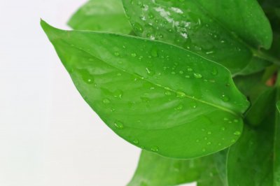 ​绿萝怎么养长得快茂密，长了怎么攀上好看