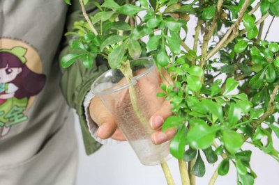 ​米兰可以水泡生根吗