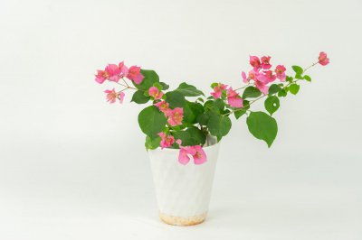 ​三角梅几度会被冻死