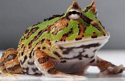 ​世界十大怪异青蛙 钟角蛙第一名 玻璃蛙暂居第二