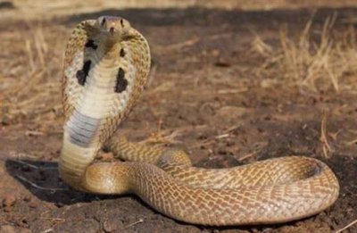 ​世界十大杀人动物 北极熊榜上有名 亚洲眼镜蛇荣登榜首