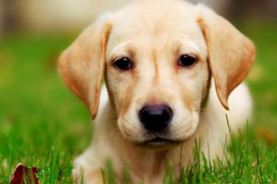 ​世界十大人气犬种排行 约克夏榜上有名 拉布拉多荣登榜首