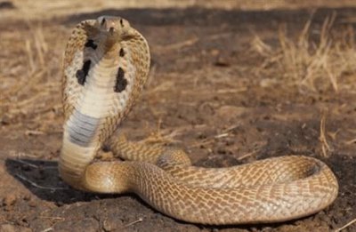 ​世界十大杀人动物 亚洲眼镜蛇第一名 毒标蛙暂居第二