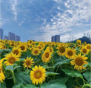 ​火出圈了！日照这片向日葵花海灿烂盛放！