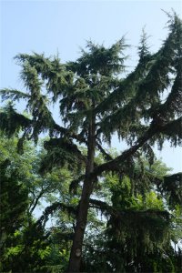 ​雪松种子怎么种