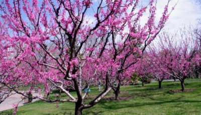 ​为了抢夺一句诗, 他杀死了自己的亲外甥