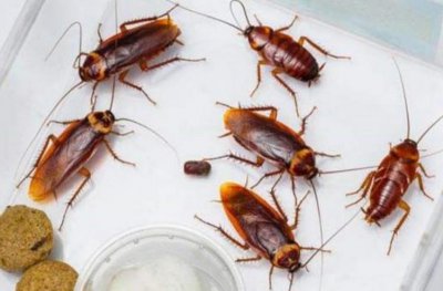 ​世界十大常见害虫 蟑螂第一名 蚊子暂居第二