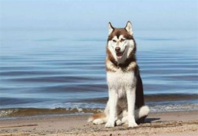 ​世界十大中型犬排名 排第一的是西伯利亚雪橇犬 边境牧羊犬暂排第二