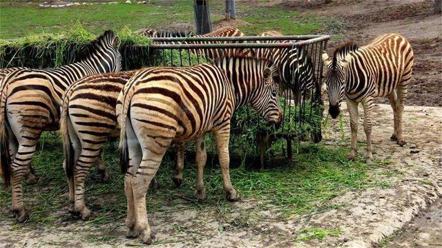 我国首个夜间动物园开园，让游客更好地了解夜行动物，就在上海