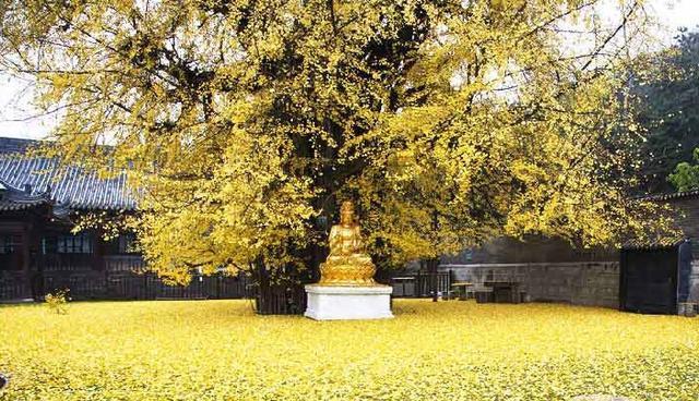 千年古刹保持初心，未入红尘，给游客一片清净很良心