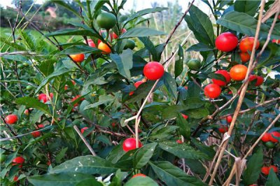 ​世界上最小的樱桃是什么：野樱桃四川樱桃