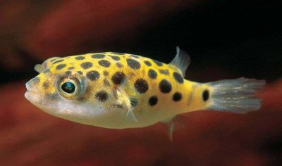 ​世界十大致命鱼类，河豚排名榜单首位