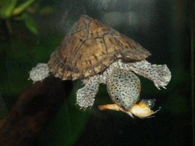 ​世界上最凶猛的乌龟，剃刀龟饿急了会咬人