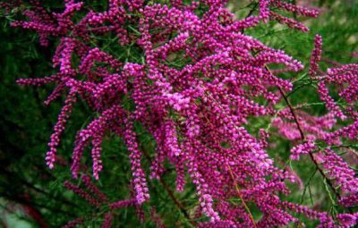 ​沙漠中的这种“红色柳树”，若您遇见，记得别当柴火，作用真不小