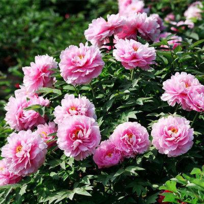 神仙下凡投胎做人的6个生日尾数，尤其第三个，注定富贵命