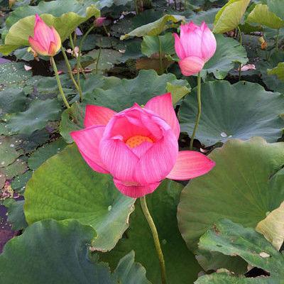 神仙下凡投胎做人的6个生日尾数，尤其第三个，注定富贵命