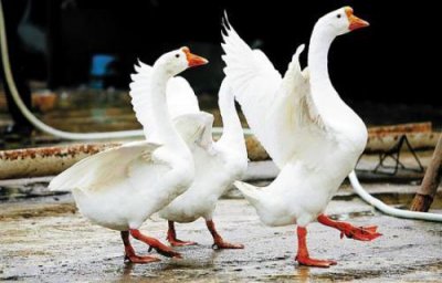 ​世界上最凶猛的家禽，家鹅十分好斗