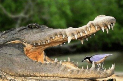 ​世界上最勇敢的鸟，牙签鸟从鳄鱼嘴里夺食