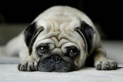 ​世界上最忧郁的狗，非巴哥犬莫属！