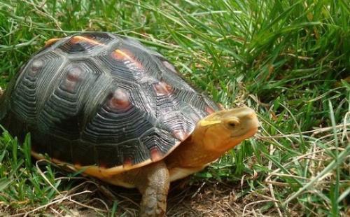 黄缘闭壳龟的简单介绍