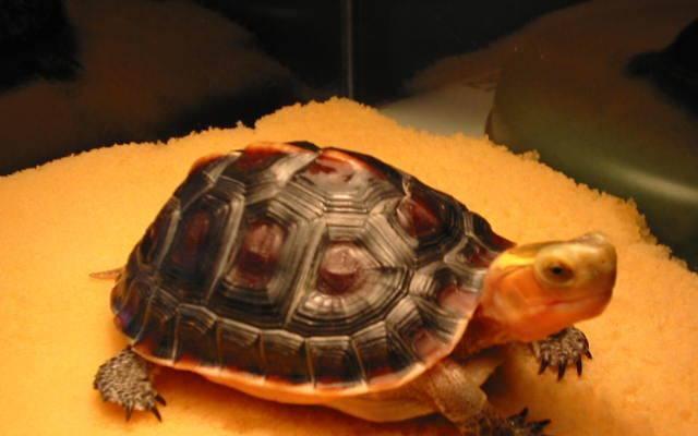 黄缘闭壳龟的简单介绍