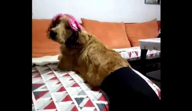奇葩主人给狗狗穿上性感丝袜，狗狗一脸无奈，主人却笑得好癫狂！