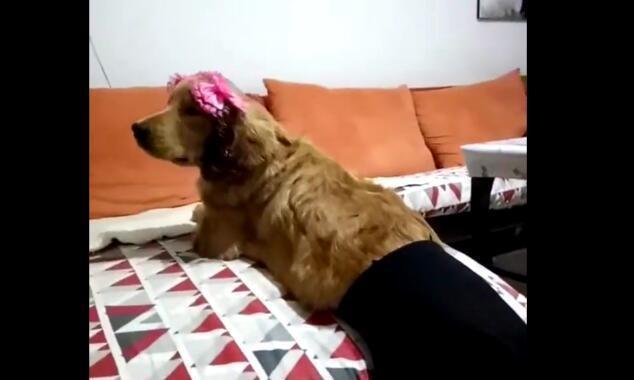 奇葩主人给狗狗穿上性感丝袜，狗狗一脸无奈，主人却笑得好癫狂！