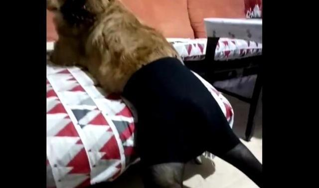 奇葩主人给狗狗穿上性感丝袜，狗狗一脸无奈，主人却笑得好癫狂！