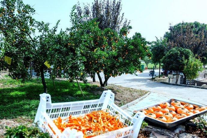 清新爽口、苹果口感的“甜脆柿”，你尝过吗