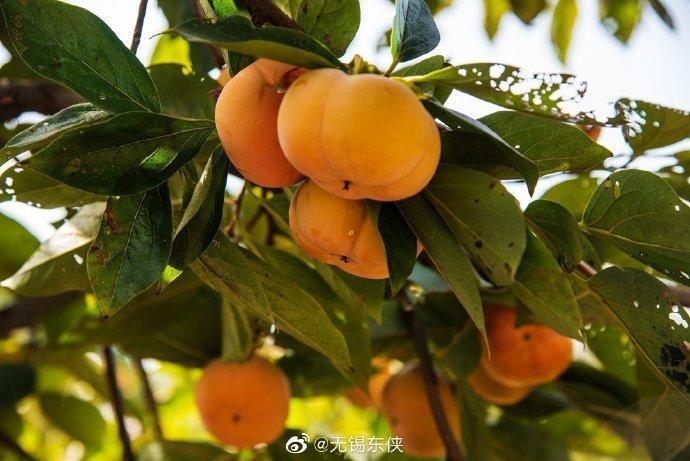 清新爽口、苹果口感的“甜脆柿”，你尝过吗