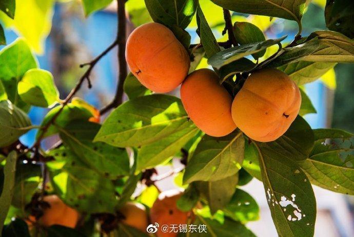 清新爽口、苹果口感的“甜脆柿”，你尝过吗