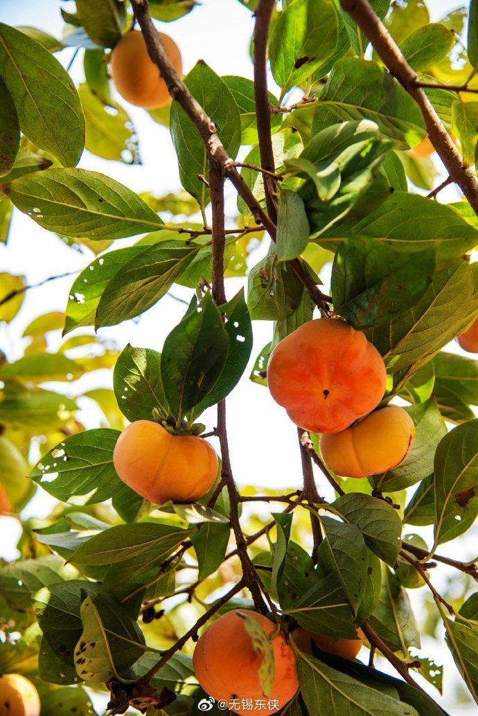 清新爽口、苹果口感的“甜脆柿”，你尝过吗