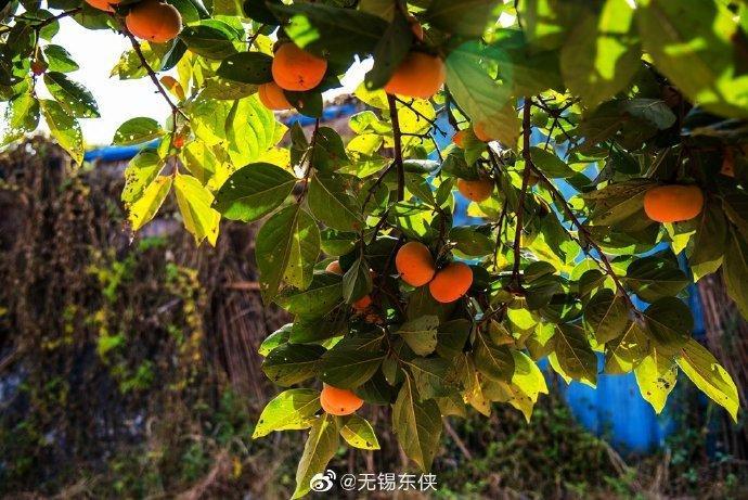 清新爽口、苹果口感的“甜脆柿”，你尝过吗