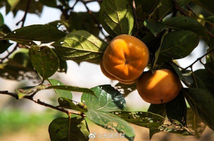 清新爽口、苹果口感的“甜脆柿”，你尝过吗