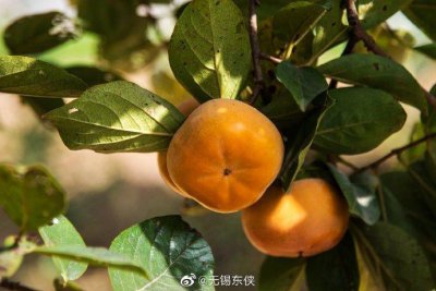 ​清新爽口、苹果口感的“甜脆柿”，你尝过吗