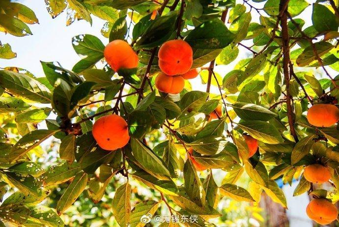清新爽口、苹果口感的“甜脆柿”，你尝过吗