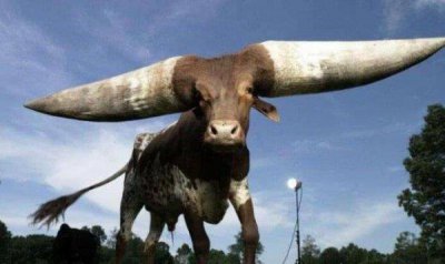 ​世界上最长的牛角，重180斤价值达180万