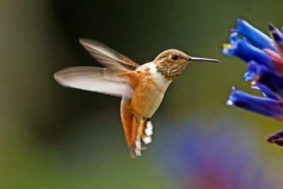 ​世界十大最美丽的候鸟，蜂鸟榜上有名